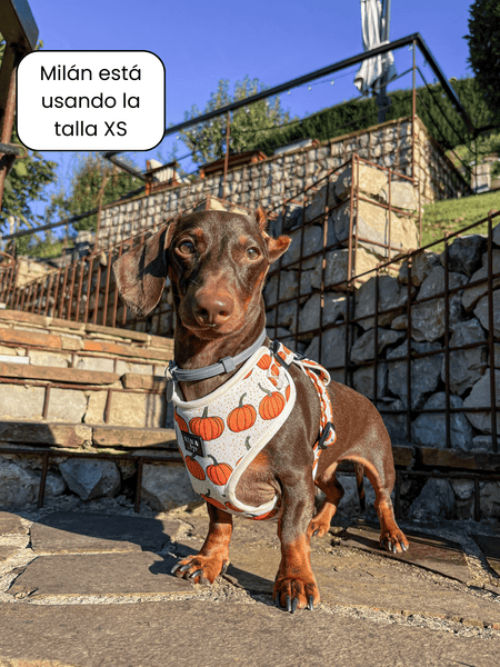 Arnés ajustable - Calabazas - KINADOGS