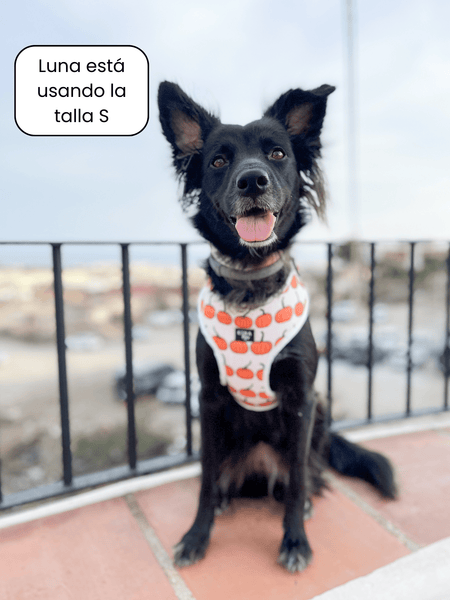 Arnés ajustable - Calabazas - KINADOGS