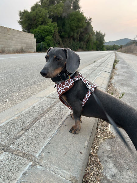 Arnés Ajustable - Cowboy - KINADOGS