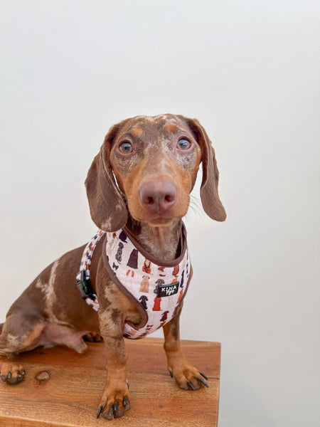 Arnés Ajustable - More Dogs - KINADOGS