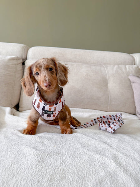 Arnés Ajustable - More Dogs - KINADOGS