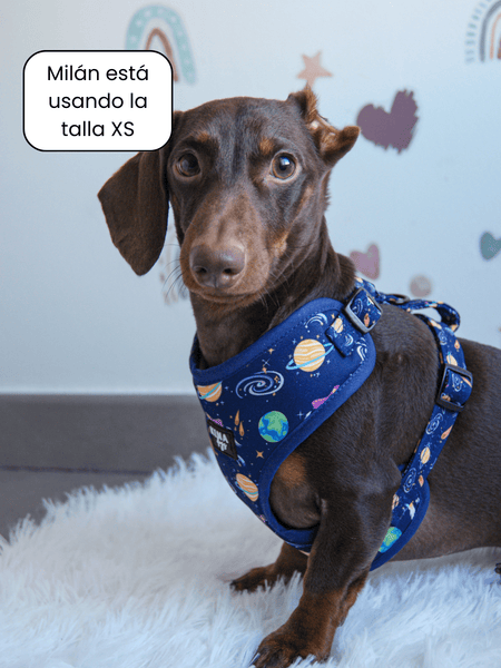 Arnés ajustable - Planet Explorer - KINADOGS