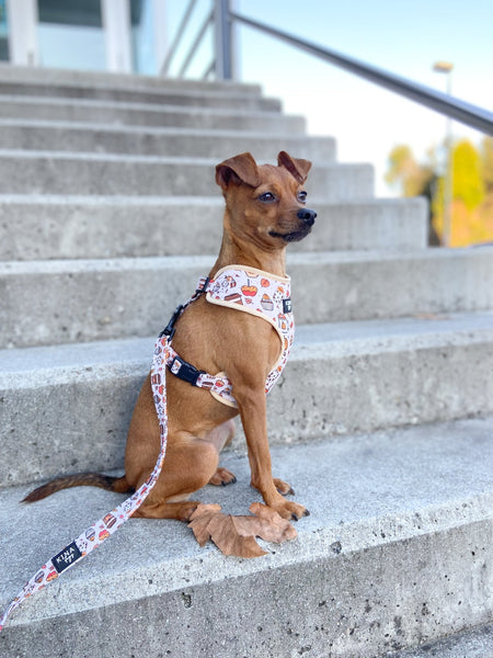 Arnés Ajustable - Pumpkin Spice - KINADOGS