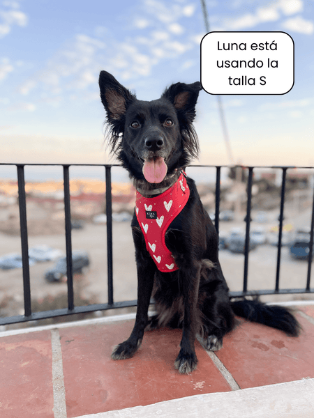 Arnés ajustable - Romeo - KINADOGS