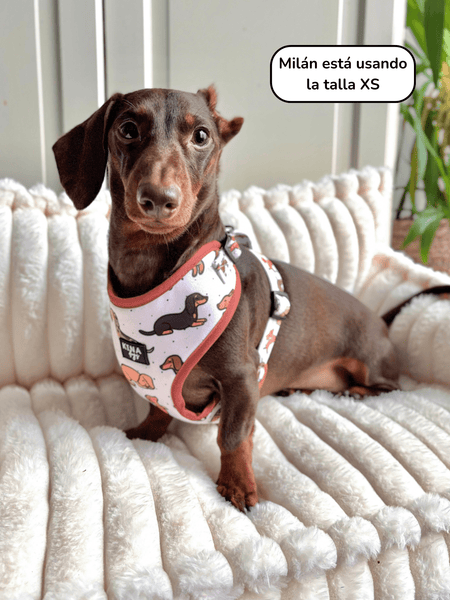 Arnés Ajustable - Teckels - KINADOGS
