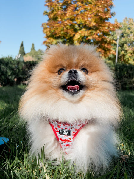 Arnés Body - Flores de Otoño - KINADOGS