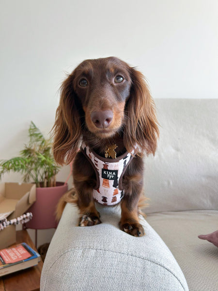 Arnés Body - More Dogs - KINADOGS