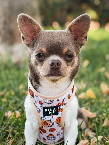 Arnés Body - Pumpkin Spice - KINADOGS