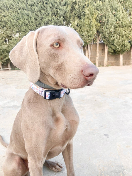 COLLAR - TERRAZZO - KINADOGS