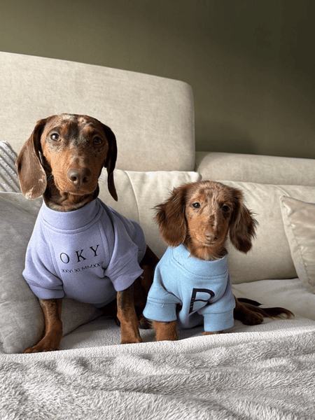 Sudadera para Perro - Celeste - KINADOGS