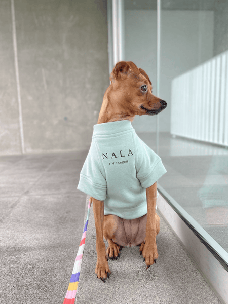 Sudadera para Perro - Menta - KINADOGS