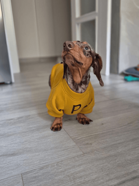 Sudadera para Perro - Mostaza - KINADOGS