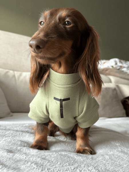Sudadera para Perro - Pistacho - KINADOGS